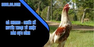 Gà Shamo